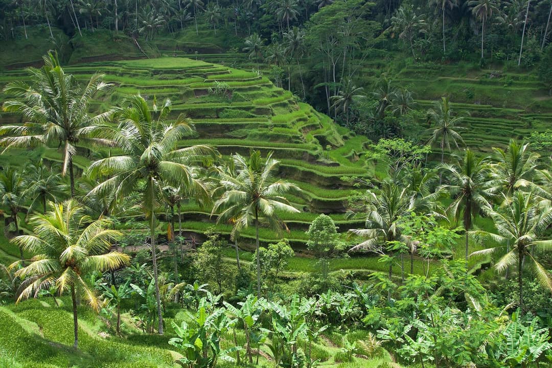 Sawah berundak Tegallalang dengan pohon kelapa, Ubud, Bali
